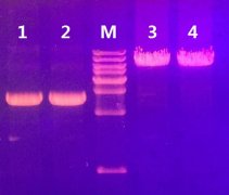 2×FaLo PCR Mix 158001 158002