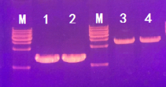 2× HiFa PCR Mix 158201 158202