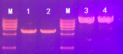 2× HiLo PCR Mix 158401 158402